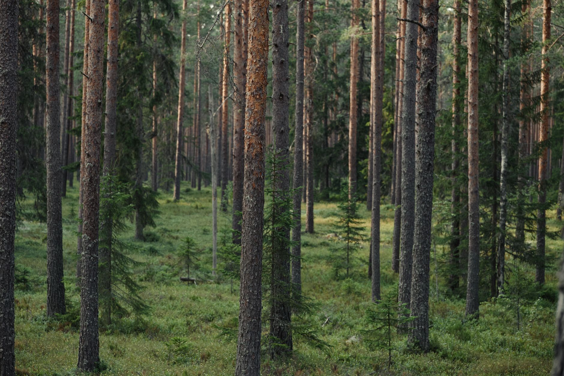 Outstanding ‘Into The Woods’ Explores Forests Anew And Stirs Ways That AI Can Reimagine Nature Journeys