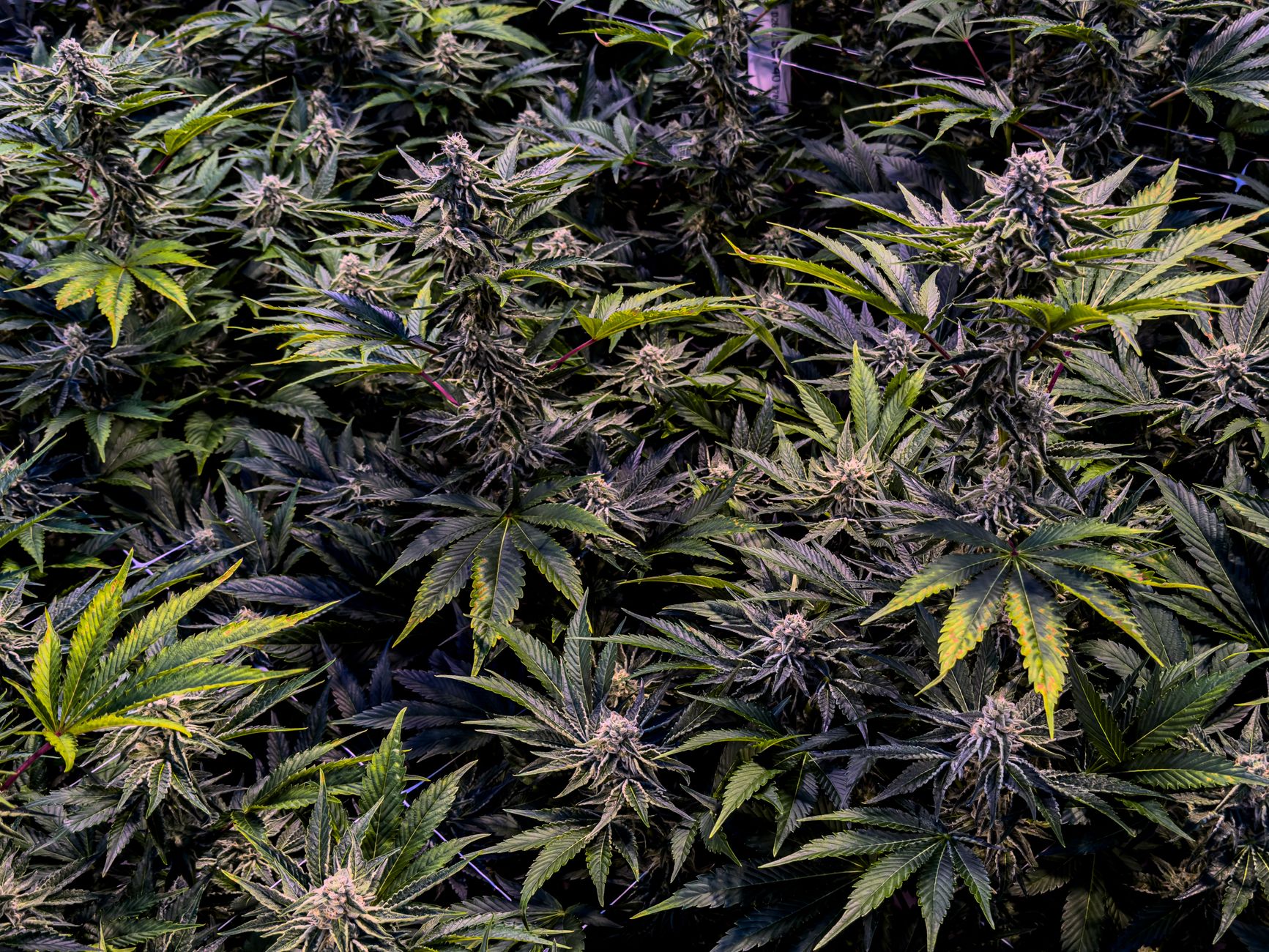 Seattle cannabis data startup Headset to pay $1M to settle allegations over pandemic-era loan - GeekWire