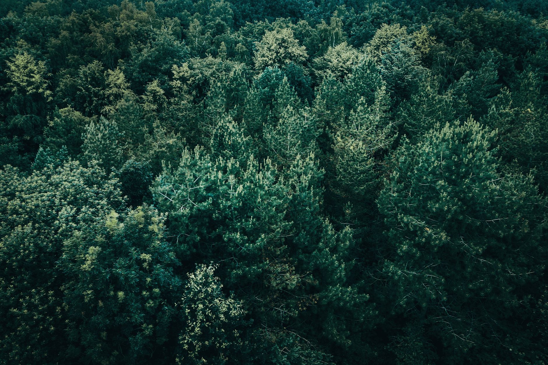 Earth’s forests took 100,000 years to recover from the last climate shock — this one is moving 10 times faster