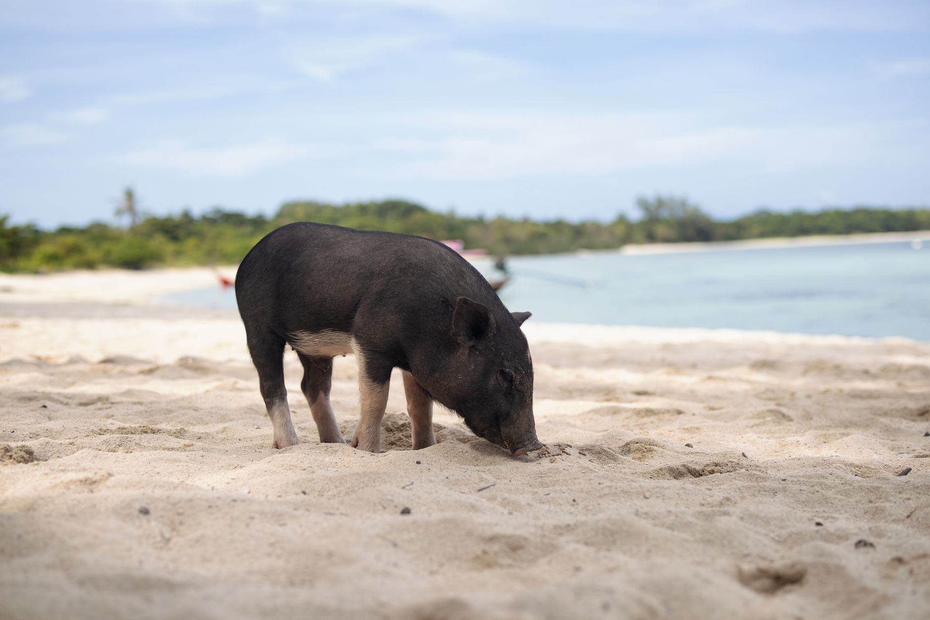 Feral hogs are running wild in 35 states and the Senate is debating whether to triple funding